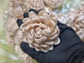 FLORI MING CRIZANTEME 6 BUC 8CM