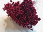 GLIXIA TEMPORONA CCA 50 GR BORDO