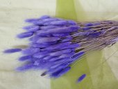 LAGURUS CCA 100GR LILA 