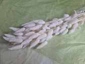 LAGURUS 50 GR ALB 1