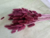 LAGURUS 100GR BORDO 11