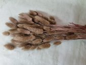 LAGURUS 50 GR MARO 15