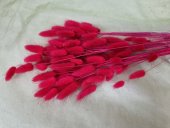 LAGURUS 50 GR ROSU 10