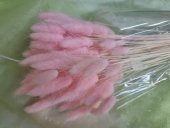 LAGURUS 50 GR ROZ DESCHIS