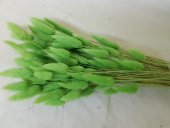 LAGURUS CCA 100GR VERDE DESCHIS 