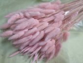 LAGURUS CCA 100 GR ROZ PAL