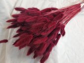 LAGURUS CCA 100GR BORDO