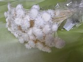 MARGHERITA  ALB 50GR