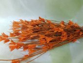 NIGELLA   PORTOCALIU