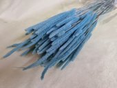 PHLEUM 100 GR BLUE PAL