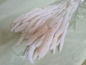 SETARIA ALBA CCA 100GR