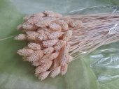 TALARIS 80-100 GR SAMPANIE (9)