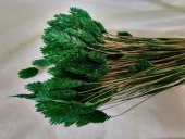 TALARIS 80-100GR  VERDE 