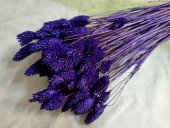 TALARIS 80-100GR  VIOLET