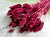 TALARIS 80-100GR BORDO