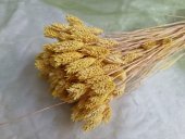 TALARIS 80-100GR GALBEN